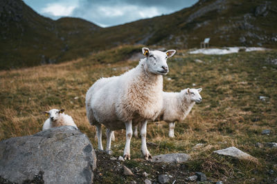 Sheep standing in a field