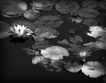 Close-up of lotus water lily