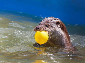 Close-up of yellow duck swimming in water