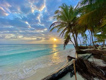 Palm trees on beach against sky during sunset