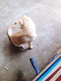 High angle view of dog sitting on footpath