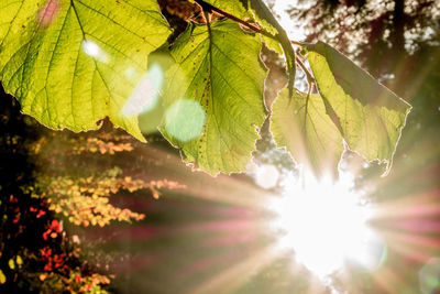 Sunlight streaming through leaves