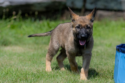 Close-up of a dog