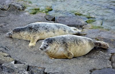 Two grey seals at the baltic sea coast in gdynia poland