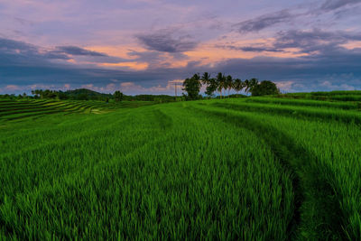 Scenic view of agricultural field against sky