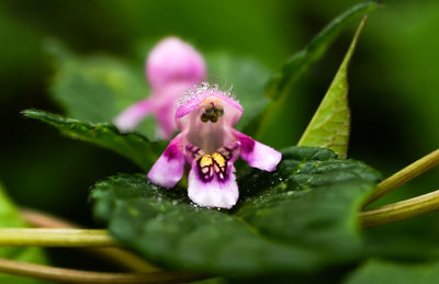 Close-up of pink flowering plant