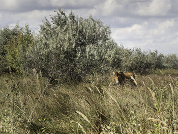 View of an animal on field