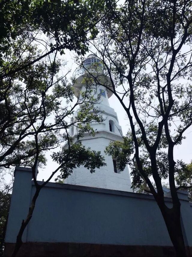 architecture, built structure, building exterior, low angle view, tree, branch, church, sky, religion, tower, place of worship, day, spirituality, no people, building, outdoors, clear sky, city