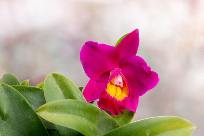 Close-up of pink flowering plant