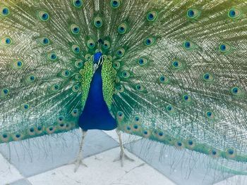 Close-up of peacock