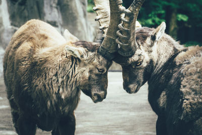 Ibexes locking horns