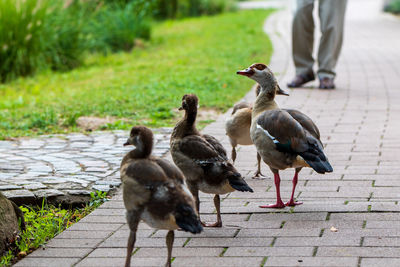 Ducks on a footpath
