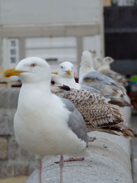 Close-up of bird perching outdoors