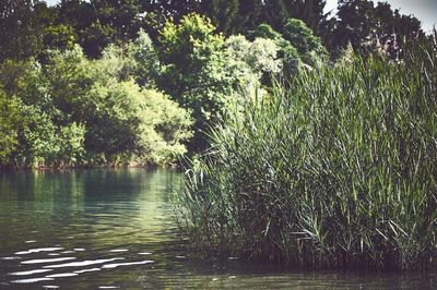 Reflection of trees in water