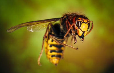 Hornet close up