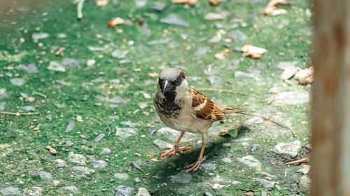 High angle view of bird perching on a field