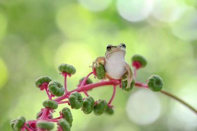 Close-up of bird perching on branch