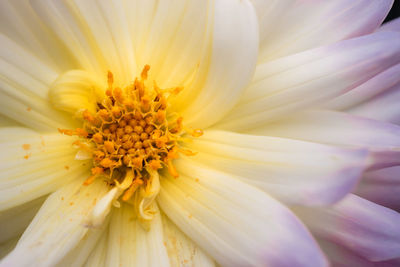 Close-up of yellow flower