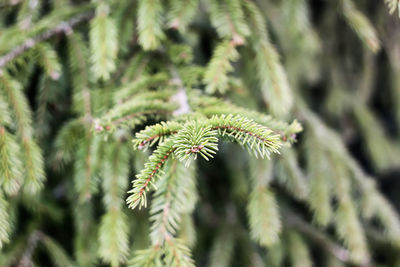 Close-up of fir tree