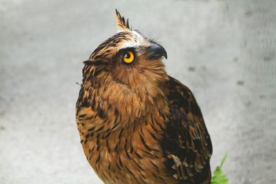 Close-up portrait of owl