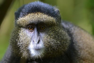 Close-up portrait of a monkey