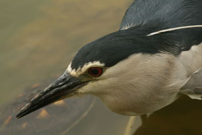 Close-up of black-crowned night heron