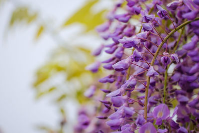 Close-up of purple flowering plant
