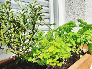 Close-up of potted plant against wall