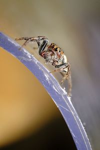 Close-up of spider