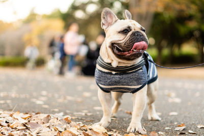 Close-up of a dog