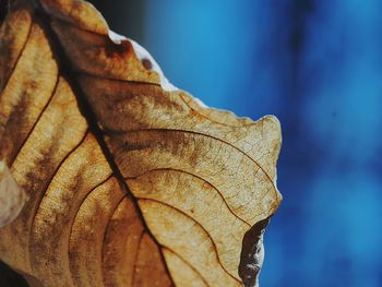 Close-up of dry maple leaves against blue sky