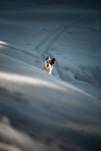High angle view of a dog in water