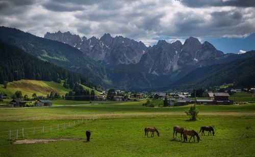 Sheep grazing on field against sky