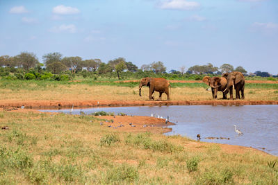 Horses in a lake