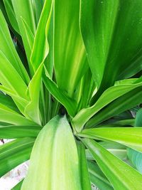 Full frame shot of green leaf