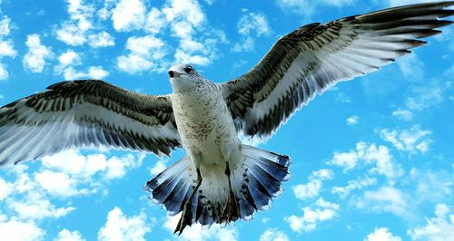 Low angle view of seagull flying against blue sky