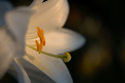 Close-up of yellow flowering plant