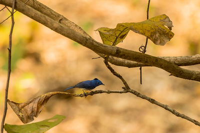 Close-up of bird perching on branch