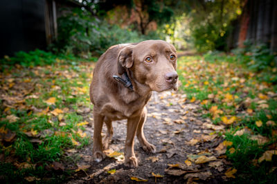 View of dog looking away