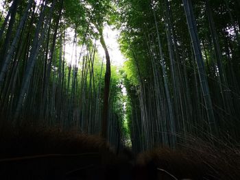 Low angle view of bamboo trees in forest