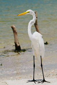 Crane on shore against sea