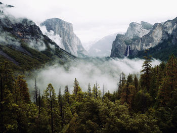 Scenic view of forest against sky