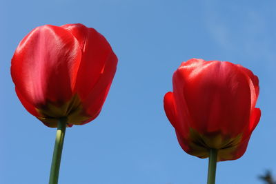 Close-up of red tulip against sky