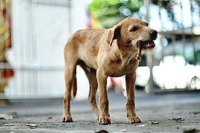 Dog eating bone while standing on footpath