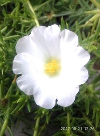 Close-up of white flower blooming outdoors