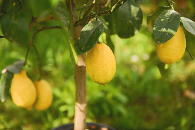 Close-up of fruits growing on tree