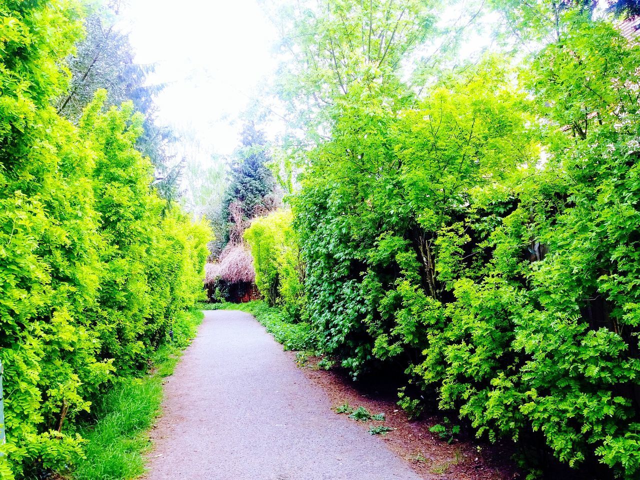 ROAD AMIDST TREES AGAINST SKY