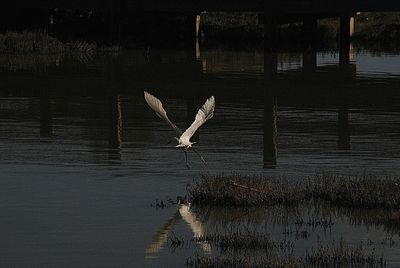 Bird flying over water