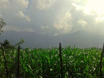 Crops growing on field against sky