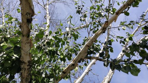 Low angle view of trees